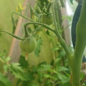 Tomaten 2026-06-17 11.33.